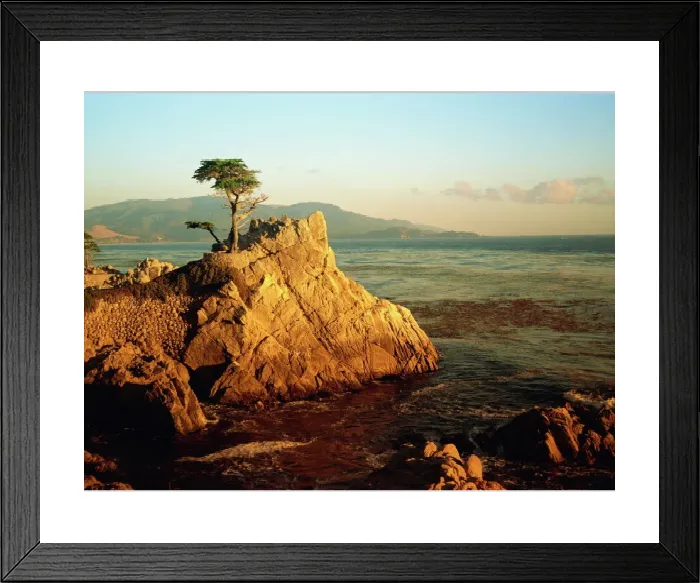 Framed Print : Lone Cypress Tree Print - Carmel, California at Dusk Framed Print : Lone Cypress Tree Print - Carmel, California at Dusk
