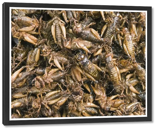 Cooked crickets for sale in market, Cambodia, Indochina, Southeast Asia, Asia