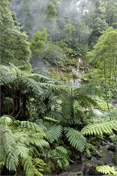 Fern forest, Sao Miguel Island, Azores, Portugal, Europe