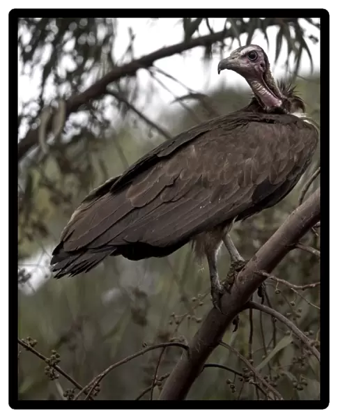 A vulture rests in a tree in the city of Harar, Ethiopia, Africa