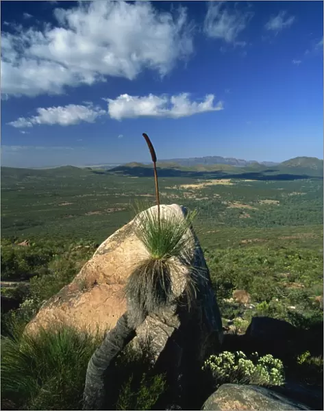 Bottlebrush plant (Callistemons) and view northwest from Mount Ohlssen Bagge across Wilpena Pound