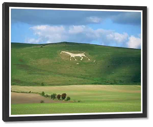 White horse dating from 1812 carved in chalk on Milk Hill, Marlborough Downs