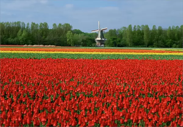 Field of tulips with a windmill in the background, near Amsterdam, Holland, Europe