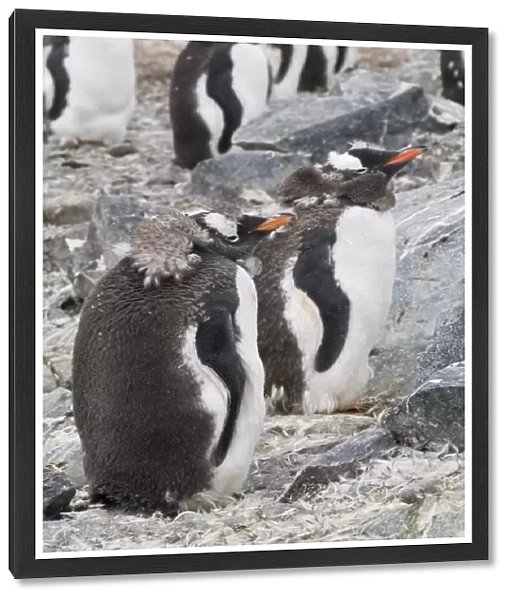 Moulting gentoo penguins, Cuverville Island, Antarctic Peninsula, Antarctica