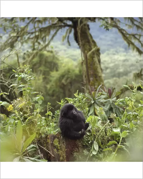 Mountain Gorilla (Gorilla gorilla beringei) juvenile, Virunga Volcanoes, Rwanda, Africa
