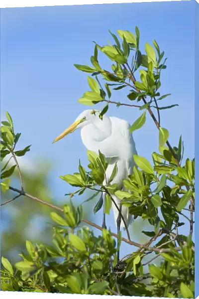 Great Egret (Casmerodius albus) on a tree, Sanibel Island, J. N. Ding Darling National Wildlife Refuge, Florida, United States of America