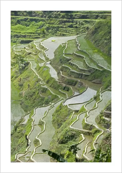 Mud-walled rice terraces of Ifugao culture, Banaue, UNESCO World Heritage Site
