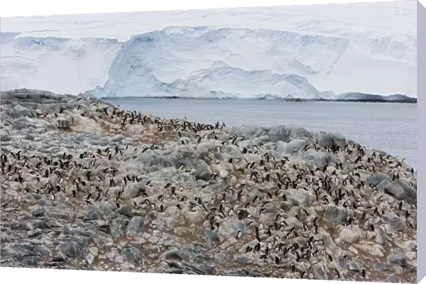 Adelie penguin colony (Pygoscelis adeliae), Commonwealth Bay, Antarctica, Polar Regions