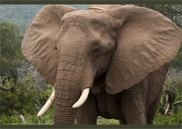 Elephant (Loxodonta africana), Kariega Game Reserve, South Africa, Africa