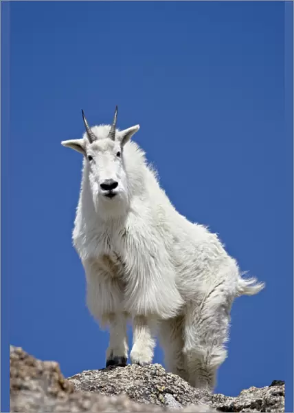 Mountain Goat (Oreamnos americanus), Mount Evans, Colorado, United States of America