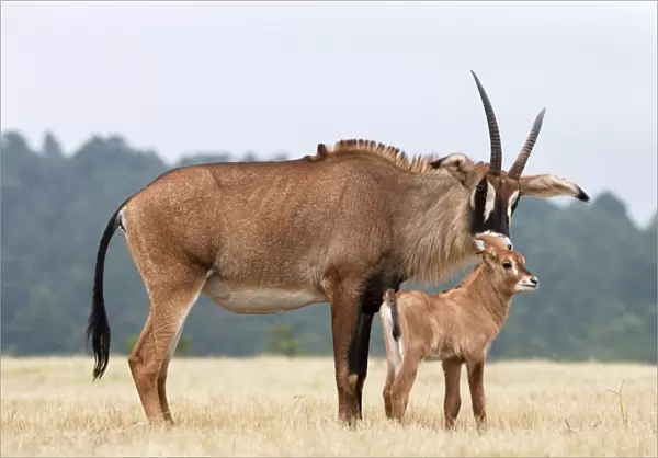 Roan (Hippotragus equinus) with baby, Mlilwane Nature Reserve breeding programme
