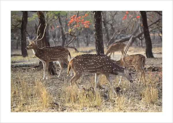 Spotted deer, Ranthambore National Park, Rajasthan, India, Asia