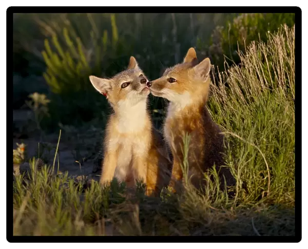 Two swift fox (Vulpes velox) kits, Pawnee National Grassland, Colorado