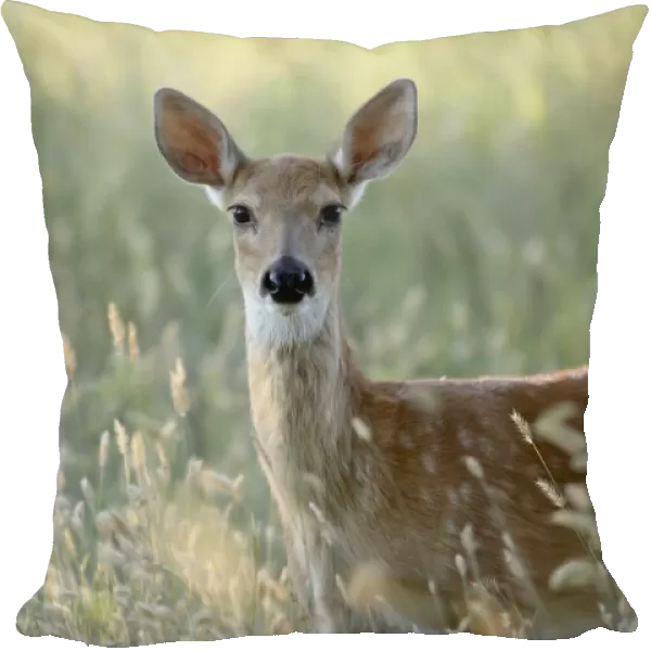 Whitetail deer (Odocoileus virginianus) doe, Devils Tower National Monument