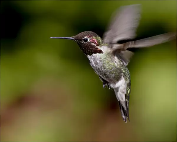 Annas hummingbird (Calypte anna) hovering, near Saanich, British Columbia