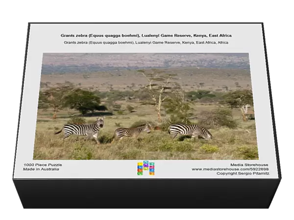 Grants zebra (Equus quagga boehmi), Lualenyi Game Reserve, Kenya, East Africa