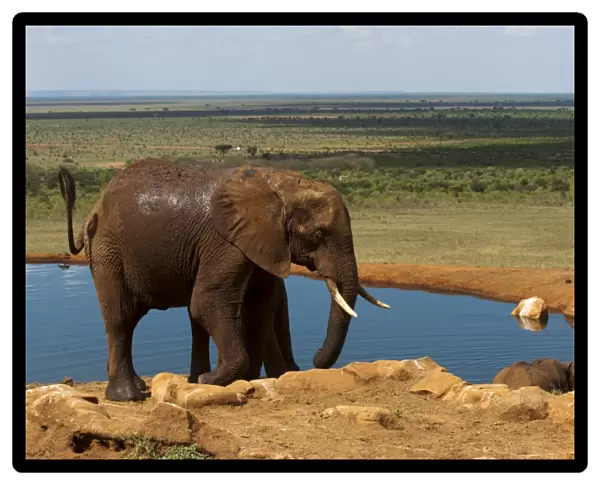 Elephants (Loxodonta africana) at water hole, Tsavo East National Park