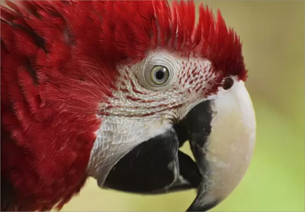 Portrait of Macaw, Lok Kawi Wildlife Park, Sabah, Borneo, Malaysia, Southeast Asia, Asia