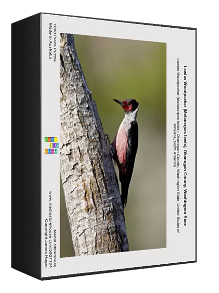 Lewiss Woodpecker (Melanerpes lewis), Okanogan County, Washington State