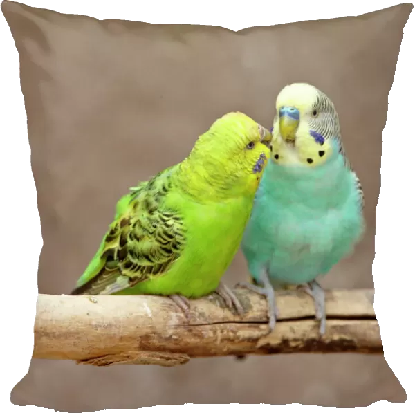 Two Budgerigars (common pet parakeet) (shell parakeet) (Melopsittacus undulatus) in captivity