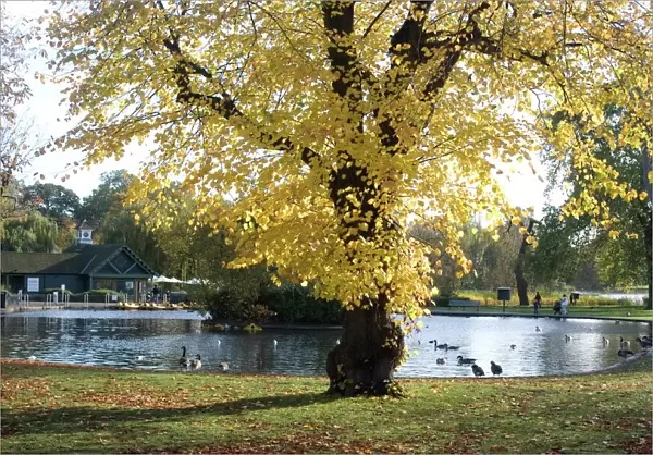 Autumn colours near the boat house, Regents Park, London NW1, England
