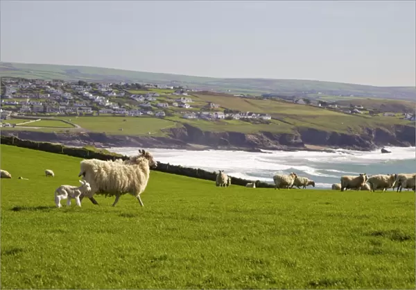 New-born lamb and sheep on pasture in spring sunshine, Pentire Headland