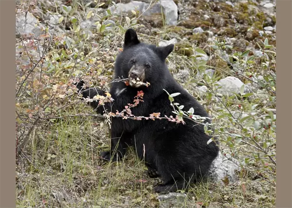 Black bear (Ursus americanus) cub eating Canadian gooseberry berries, Jasper National Park