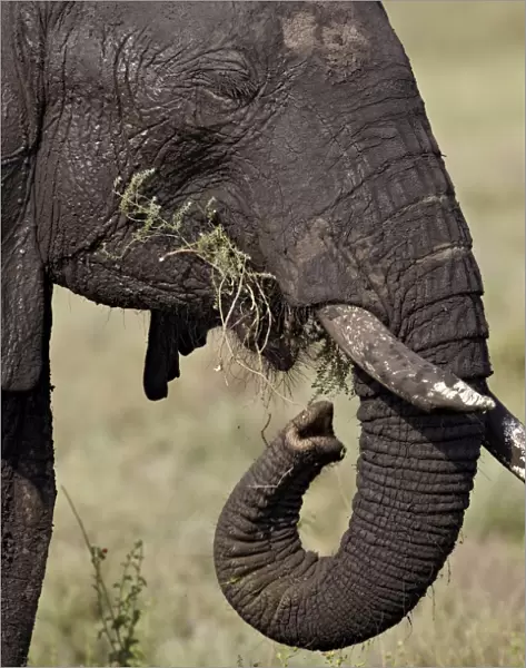 African elephant (Loxodonta africana) eating, Serengeti National Park, Tanzania