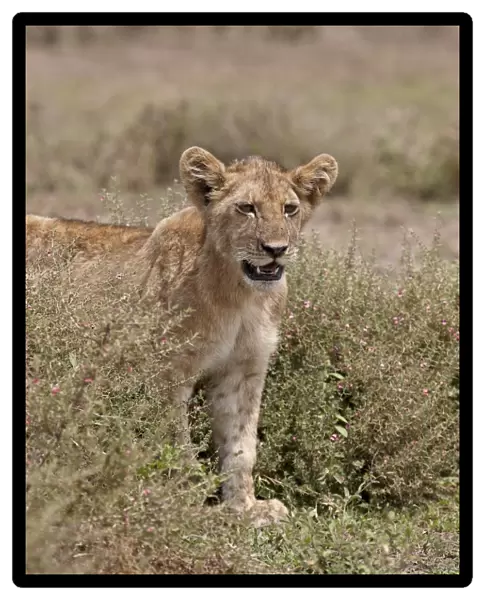 Lion (Panthera leo) cub, Serengeti National Park, Tanzania, East Africa, Africa