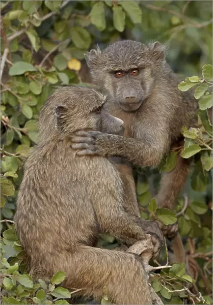 Two young Olive baboons (Papio cynocephalus anubis), Serengeti National Park