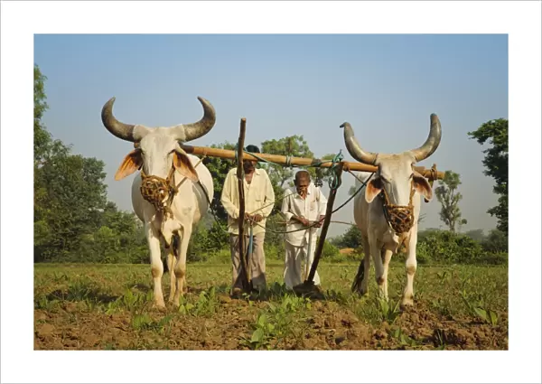 Farmers ploughing tobacco (Nicotiana) fields with traditional plough and cattle (Ankole-Watus), Gujarat, India, Asia