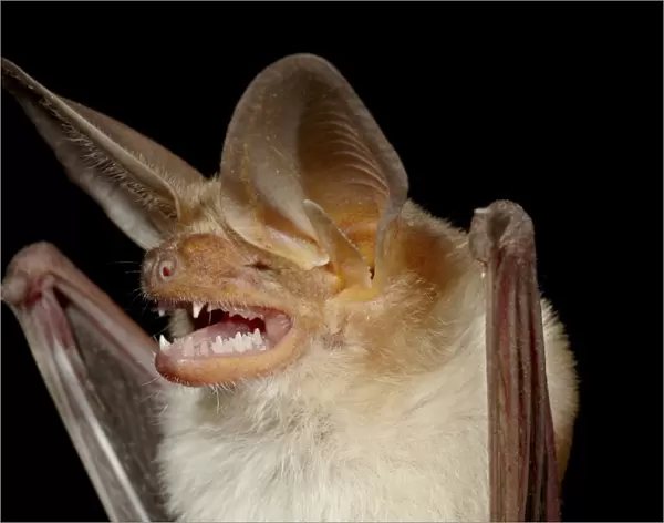 Pallid bat (Antrozous pallidus) in captivity, Hidalgo County, New Mexico, United States of America, North America