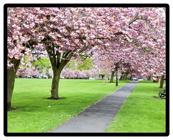 Cherry blossom on The Stray in spring, Harrogate, North Yorkshire, Yorkshire, England, United Kingdom, Europe