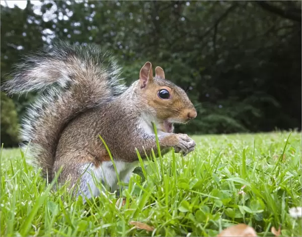 Grey squirrel (Sciurus carolinensis), in city park, Brandon Park, Bristol, England, United Kingdom, Europe