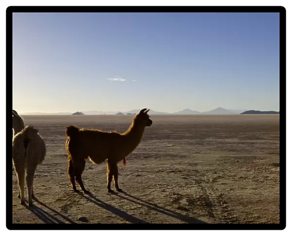 Llama and alpaca on salt flats, Salar de Uyuni, Southwest Highlands, Bolivia, South America