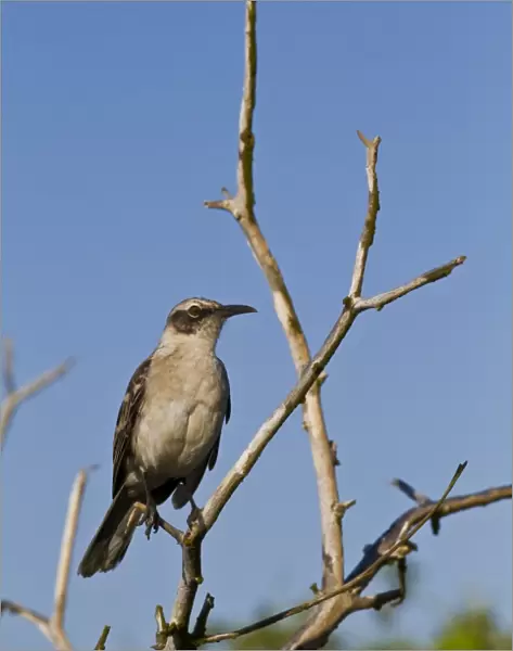 Galapagos mockingbird (Mimus parvulus), Genovesa Island, Galapagos Islands, UNESCO World Heritage Site, Ecuador, South America