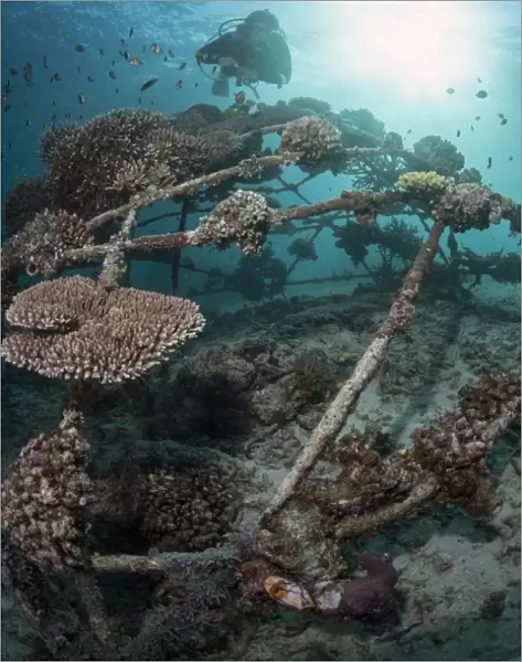 Coral encrusted biosphere in the marine reserve at Gangga Island, Sulawesi, Indonesia, Southeast Asia, Asia