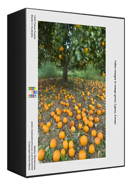 Fallen oranges in orange grove, Cyprus, Europe