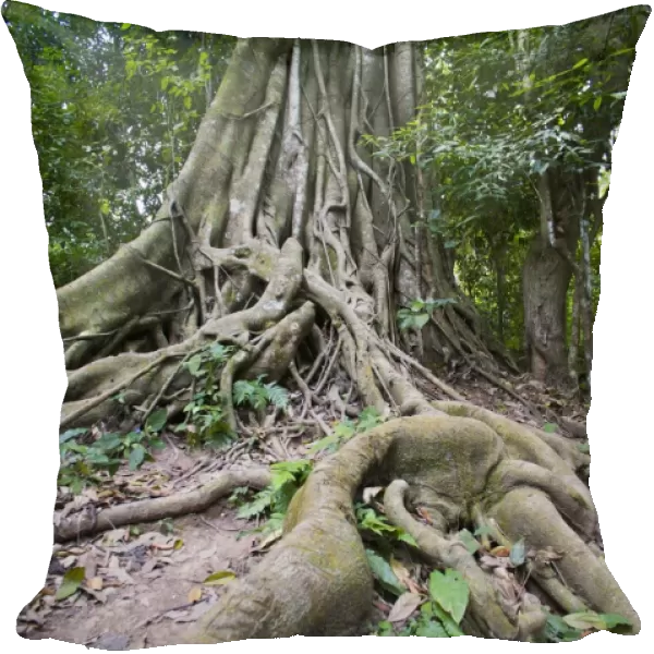 Old twisted roots in the forest at the Kuang Si Waterfalls, Luang Prabang, Laos, SIndochina, Southeast Asia, Asia
