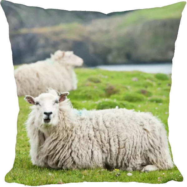 Domestic sheep. Fair Isle, Shetland Islands, Scotland, United Kingdom, Europe