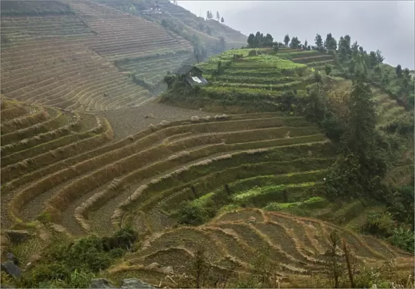 Rice terraces, Longji, Guangxi, China, Asia