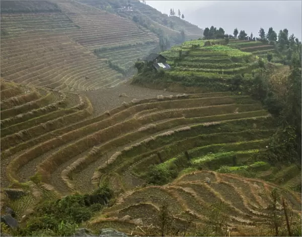 Rice terraces, Longji, Guangxi, China, Asia