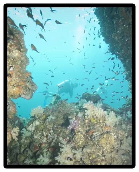 Scuba diving, Southern Thailand, Andaman Sea, Indian Ocean, Southeast Asia, Asia