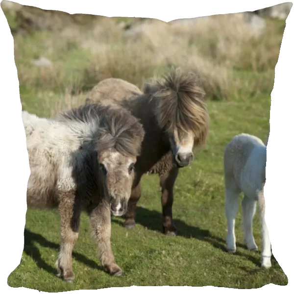 Ponies and foal on Dartmoor, Devon, England, United Kingdom, Europe