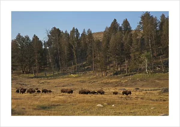 Bison herd in early morning sun, Lamar Valley, Yellowstone National Park, UNESCO World Heritage Site, Wyoming, United States of America, North America