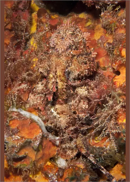 Very well camouflaged plumed scorpionfish (Scorpaena grandicornis), Dominica, West Indies, Caribbean, Central America