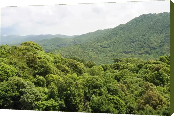 Deciduous Mediterranean forest clothing hilly landscape within the National Park (Parc Naturel Regional de Corse), Corsica, France, Europe