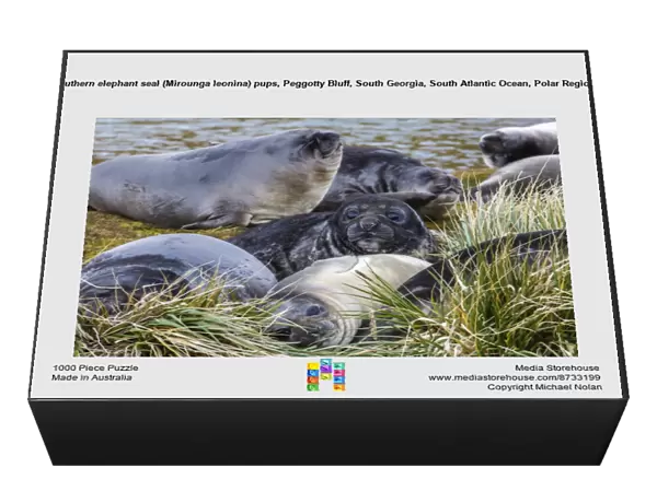Southern elephant seal (Mirounga leonina) pups, Peggotty Bluff, South Georgia, South Atlantic Ocean, Polar Regions