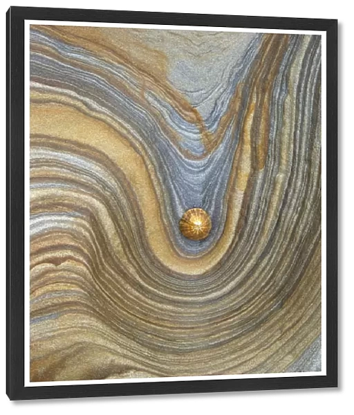Limpet shell on sandstone rock, Northumberland, Northeast England, United Kingdom, Europe