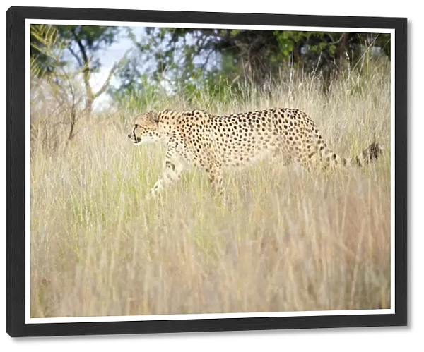 Cheetah walking through tall grass, Amani Lodge, near Windhoek, Namibia, Africa